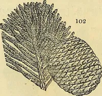An illustration from The gardener's magazine and register of rural & domestic improvement (1826)