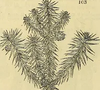 An illustration from The gardener's magazine and register of rural & domestic improvement (1826)