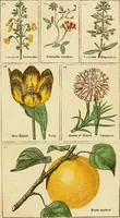 An illustration from The gardener's magazine and register of rural & domestic improvement (1826)