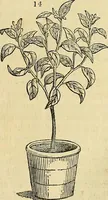 An illustration from The gardener's magazine and register of rural & domestic improvement (1826)
