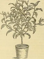 An illustration from The gardener's magazine and register of rural & domestic improvement (1826)