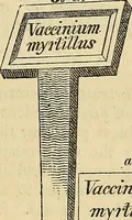 Picture 16 of 115 from The gardener's magazine and register of rural & domestic improvement (1826), leaf 41
