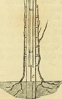 An illustration from The gardener's magazine and register of rural & domestic improvement (1826)