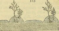 An illustration from The gardener's magazine and register of rural & domestic improvement (1826)