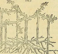 An illustration from The gardener's magazine and register of rural & domestic improvement (1826)
