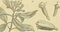 An illustration from The gardener's magazine and register of rural & domestic improvement (1826)