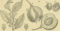 An illustration from The gardener's magazine and register of rural & domestic improvement (1826)
