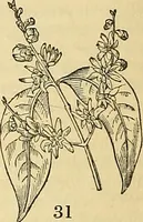 Picture 26 of 101 from The gardener's magazine and register of rural & domestic improvement (1826), leaf 108