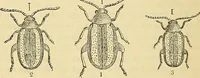 Picture 28 of 101 from The gardener's magazine and register of rural & domestic improvement (1826), leaf 130