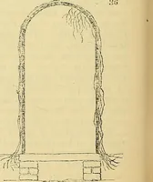 Picture 30 of 101 from The gardener's magazine and register of rural & domestic improvement (1826), leaf 148
