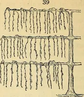 Picture 32 of 101 from The gardener's magazine and register of rural & domestic improvement (1826), leaf 150