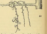 An illustration from The gardener's magazine and register of rural & domestic improvement (1826)