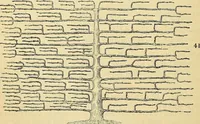 Picture 34 of 101 from The gardener's magazine and register of rural & domestic improvement (1826), leaf 150