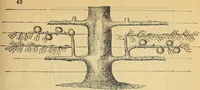 Picture 35 of 101 from The gardener's magazine and register of rural & domestic improvement (1826), leaf 151