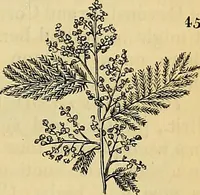 Picture 36 of 101 from The gardener's magazine and register of rural & domestic improvement (1826), leaf 157