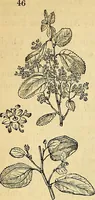 Picture 37 of 101 from The gardener's magazine and register of rural & domestic improvement (1826), leaf 158