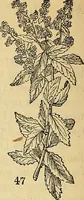 Picture 38 of 101 from The gardener's magazine and register of rural & domestic improvement (1826), leaf 158