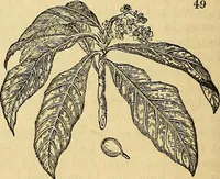Picture 40 of 101 from The gardener's magazine and register of rural & domestic improvement (1826), leaf 158
