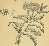 Picture 41 of 101 from The gardener's magazine and register of rural & domestic improvement (1826), leaf 159