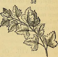 An illustration from The gardener's magazine and register of rural & domestic improvement (1826)