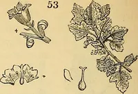 Picture 43 of 101 from The gardener's magazine and register of rural & domestic improvement (1826), leaf 160