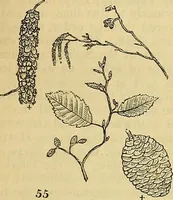 Picture 45 of 101 from The gardener's magazine and register of rural & domestic improvement (1826), leaf 165