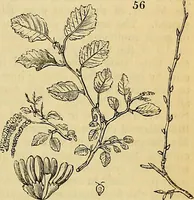 An illustration from The gardener's magazine and register of rural & domestic improvement (1826)