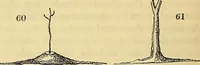 Picture 47 of 101 from The gardener's magazine and register of rural & domestic improvement (1826), leaf 178