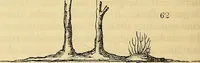 Picture 48 of 101 from The gardener's magazine and register of rural & domestic improvement (1826), leaf 178