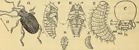 Picture 49 of 101 from The gardener's magazine and register of rural & domestic improvement (1826), leaf 180