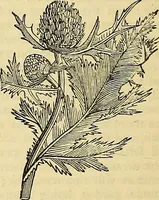 Picture 53 of 101 from The gardener's magazine and register of rural & domestic improvement (1826), leaf 208