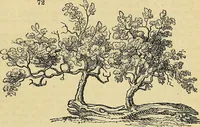 Picture 54 of 101 from The gardener's magazine and register of rural & domestic improvement (1826), leaf 209