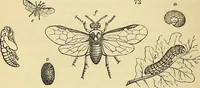 An illustration from The gardener's magazine and register of rural & domestic improvement (1826)