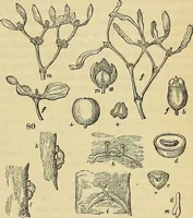 Picture 58 of 101 from The gardener's magazine and register of rural & domestic improvement (1826), leaf 231