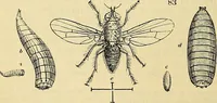 Picture 61 of 101 from The gardener's magazine and register of rural & domestic improvement (1826), leaf 264