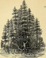 Picture 65 of 101 from The gardener's magazine and register of rural & domestic improvement (1826), leaf 272