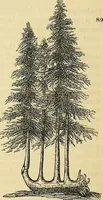 Picture 67 of 101 from The gardener's magazine and register of rural & domestic improvement (1826), leaf 274