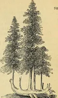 Picture 68 of 101 from The gardener's magazine and register of rural & domestic improvement (1826), leaf 275
