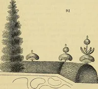 Picture 69 of 101 from The gardener's magazine and register of rural & domestic improvement (1826), leaf 275
