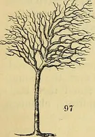 Picture 74 of 101 from The gardener's magazine and register of rural & domestic improvement (1826), leaf 279