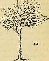 Picture 75 of 101 from The gardener's magazine and register of rural & domestic improvement (1826), leaf 279