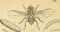 Picture 77 of 101 from The gardener's magazine and register of rural & domestic improvement (1826), leaf 312