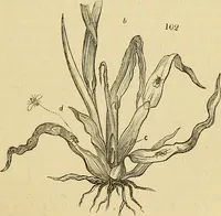 Picture 78 of 101 from The gardener's magazine and register of rural & domestic improvement (1826), leaf 313