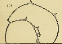 Picture 83 of 101 from The gardener's magazine and register of rural & domestic improvement (1826), leaf 345