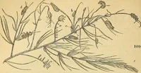Picture 84 of 101 from The gardener's magazine and register of rural & domestic improvement (1826), leaf 360