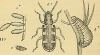 An illustration from The gardener's magazine and register of rural & domestic improvement (1826)