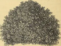 Picture 88 of 101 from The gardener's magazine and register of rural & domestic improvement (1826), leaf 374