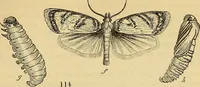An illustration from The gardener's magazine and register of rural & domestic improvement (1826)