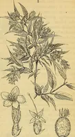 Picture 2 of 101 from The gardener's magazine and register of rural & domestic improvement (1826), leaf 41