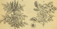 Picture 3 of 101 from The gardener's magazine and register of rural & domestic improvement (1826), leaf 41